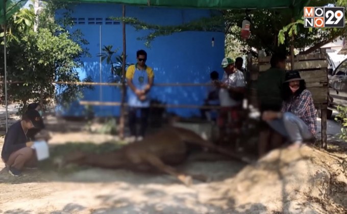 หัวหินประกาศกาฬโรคแอฟริการะบาดในม้า