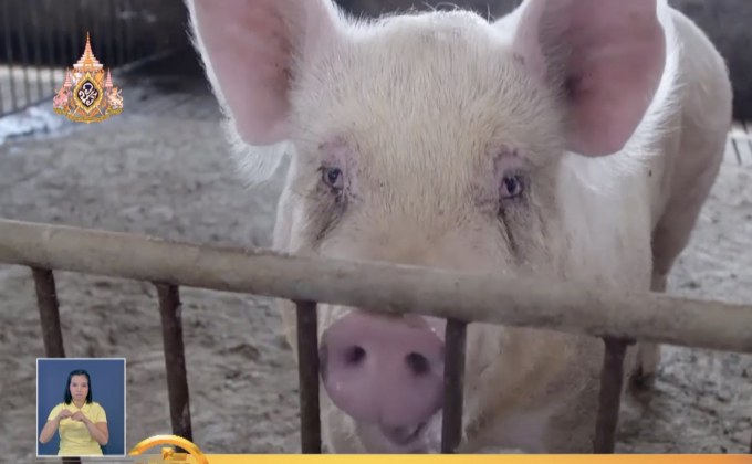 เผยข้อมูล 2 ด้าน โรคอหิวาต์สุกรในจีน