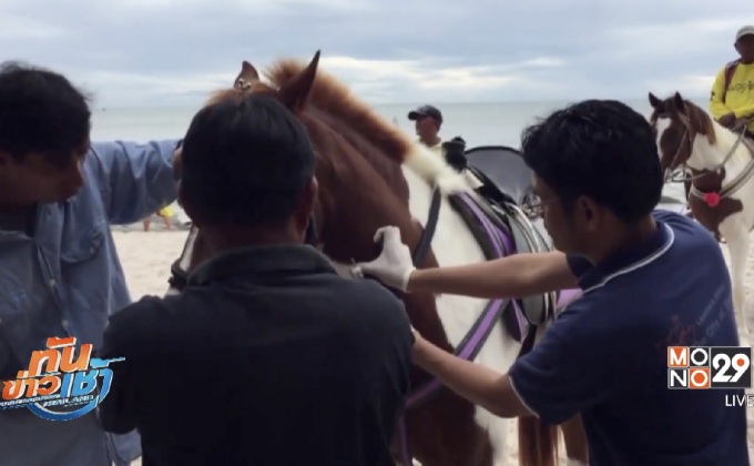 ตรวจเลือดม้าชายหาดหัวหิน ป้องกันโรคระบาด