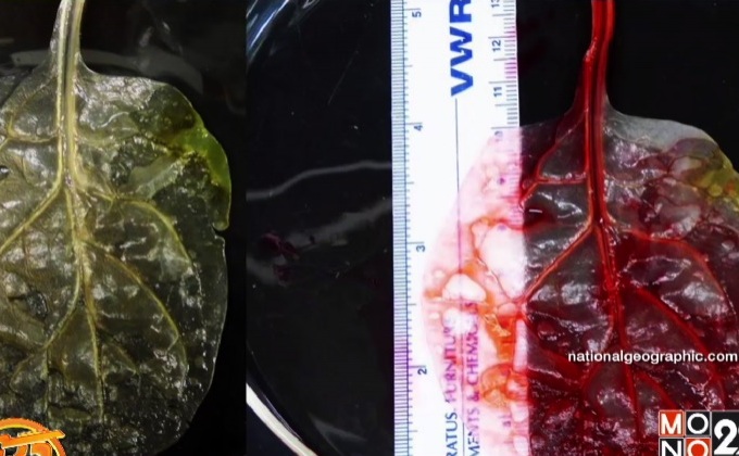 นักวิทย์เปลี่ยน “ผักโขม” ให้กลายเป็น “เนื้อเยื่อหัวใจมนุษย์”