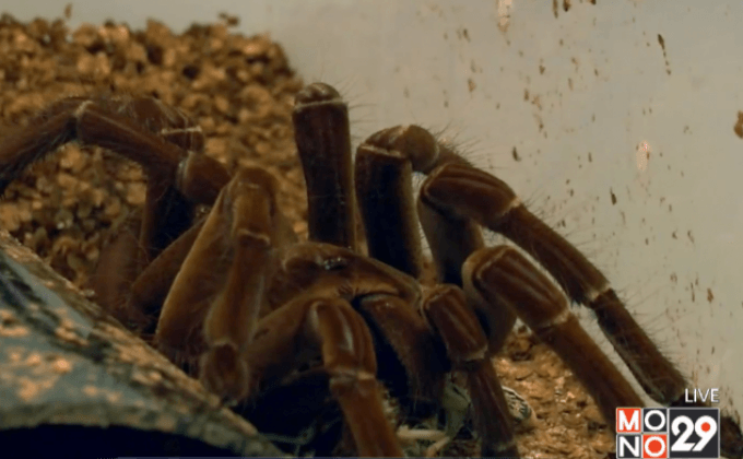 สกัดพิษแมงมุมและแมงป่องเพื่อต้าน “ซูเปอร์บั๊ก”