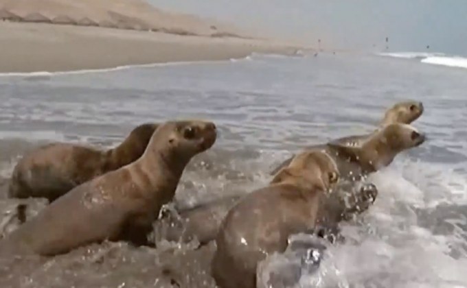 กลุ่มอนุรักษ์เปรูปล่อยสิงโตทะเลกลับสู่ธรรมชาติ