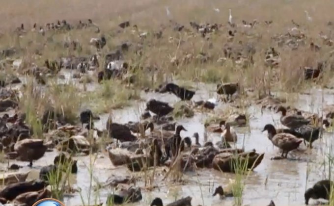 ผลกระทบจากภัยแล้งหลายพื้นที่