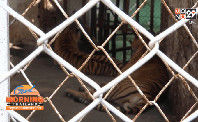 เสือโคร่งตลาดน้ำอโยธยา ตะปบเด็ก4ขวบ