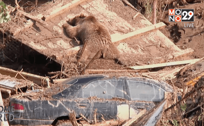 สัญญาณแห่งการฟื้นฟูที่สวนสัตว์ทบิลิซี