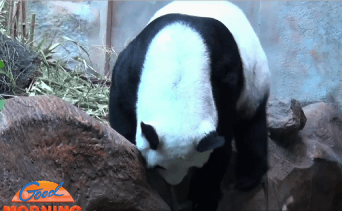 แพนด้าหลินฮุ่ยแท้งแล้ว หลังตั้งท้อง 148 วัน