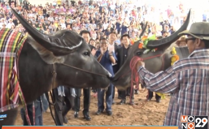 อลังการ! งานแต่งควายพันล้าน ผู้ว่าฯโคราช หอบสินสอดสู่ขอ
