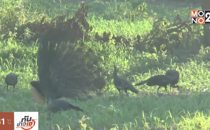 เทศกาลนับนกยูงป่าเวียงลอ