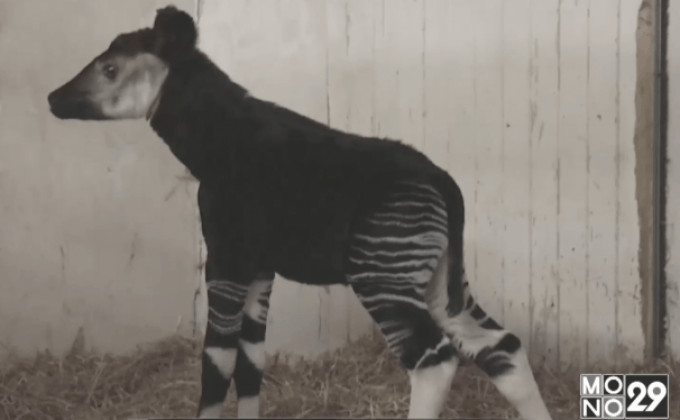 ลูกโอคาพีเกิดใหม่ในสวนสัตว์เดนมาร์ก