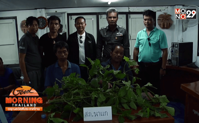 รวบชาวบ้านลอบปลูกใบกระท่อม อ้างใช้ทำสมุนไพร