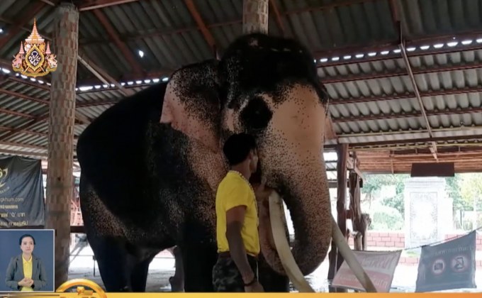 น้อมเกล้าฯ ถวายช้างเผือกในหลวง