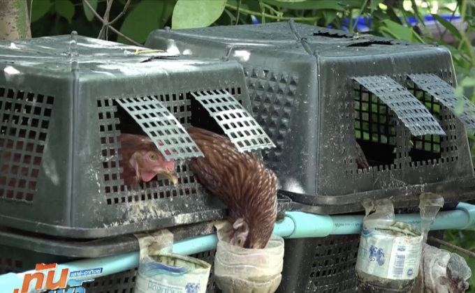 ชมแปลงเกษตรสไตล์คนเมือง ทำได้จริง