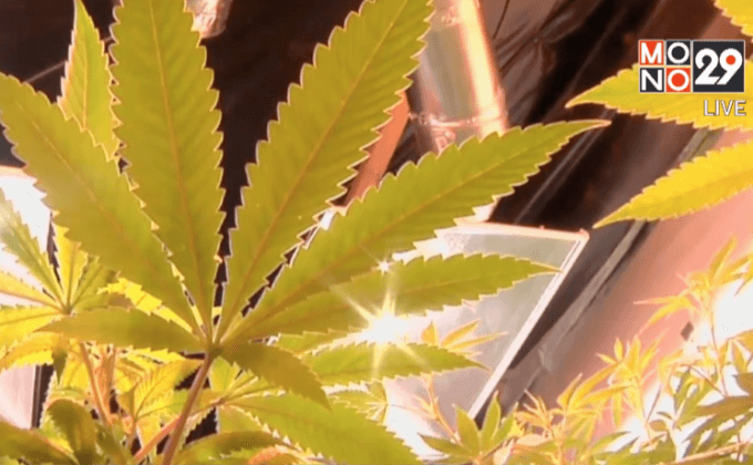 โคโลราโดเร่งกำจัดสารปราบศัตรูพืชในกัญชา