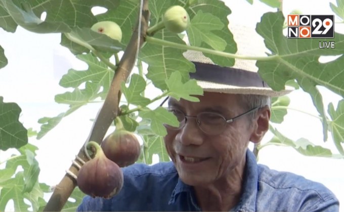 อดีตครูปลูกมะเดื่อฝรั่ง สร้างรายได้งาม