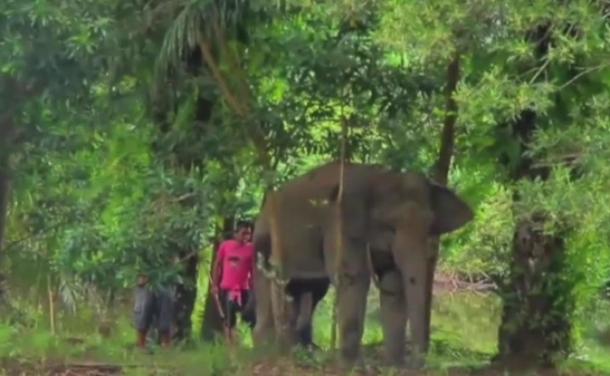 จับช้างตกมันทำร้ายควาญช้างเสียชีวิต จ.พังงา
