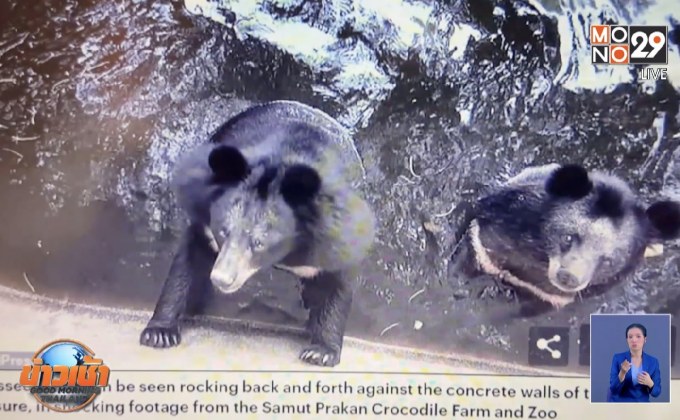 เจ้าของฟาร์มจระเข้สมุทรปราการยืนยันไม่ทรมานหมี