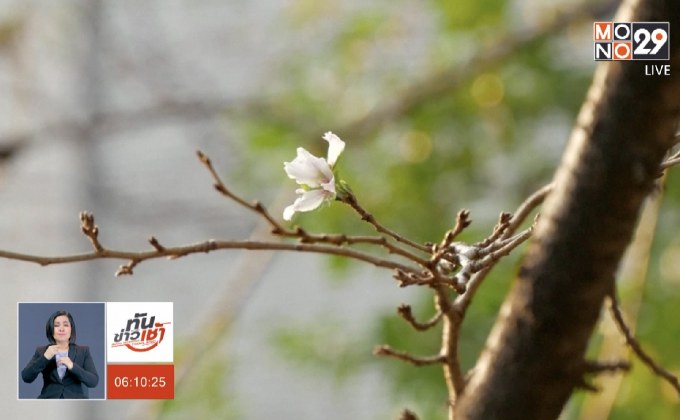 ซากุระบานก่อนถึงฤดู 6 เดือน