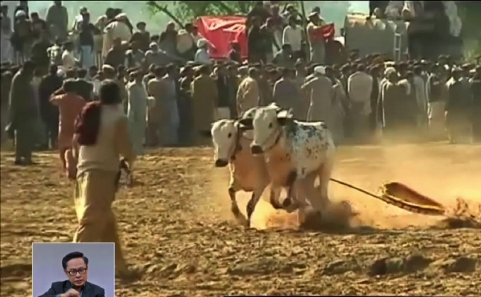 แข่งวิ่งวัวในปากีสถาน