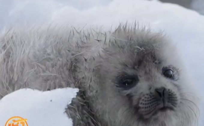 ถ่ายทอดสดชีวิต “แมวน้ำ” ในฟินแลนด์