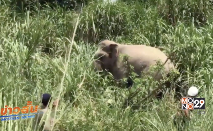 ล้อมจับช้างทำร้ายเจ้าของเสียชีวิต จ.นครศรีธรรมราช
