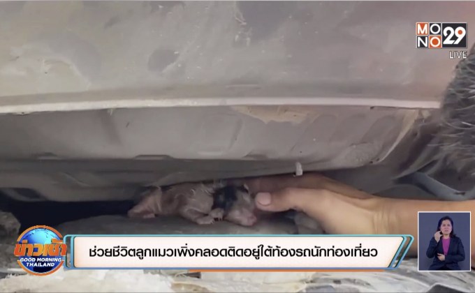 ช่วยชีวิตลูกแมวเพิ่งคลอดติดอยู่ใต้ท้องรถนักท่องเที่ยว