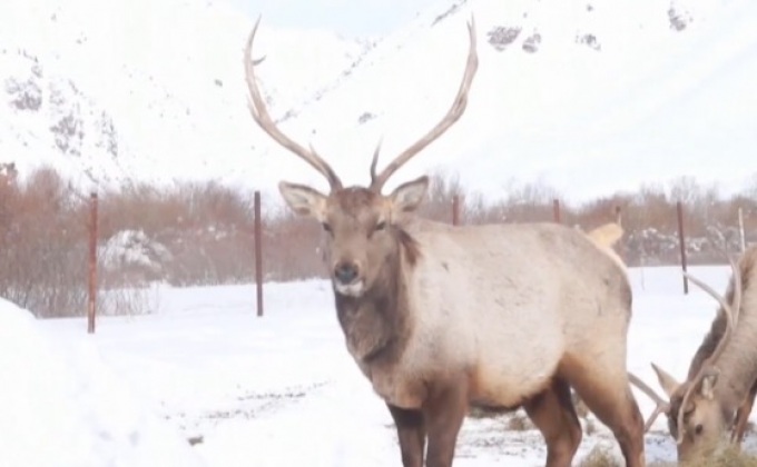 เขตอนุรักษ์กวางแดงในคีร์กีซสถาน