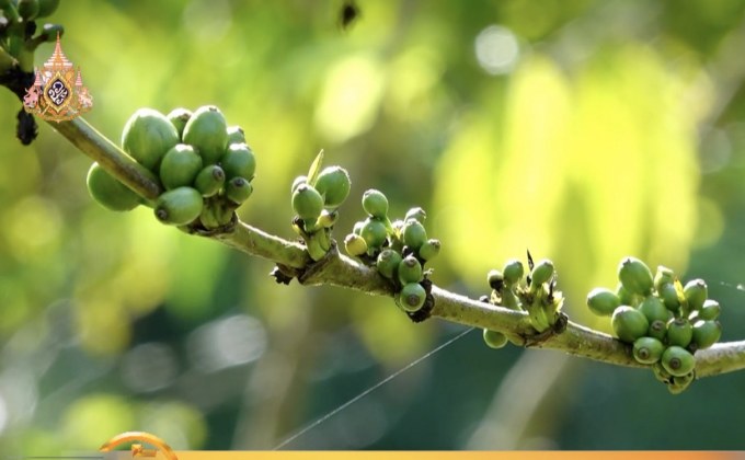 ไร่กาแฟออแกนิคที่แรกในจ.เลย