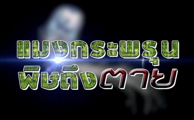 แมงกระพรุน พิษถึง…ตาย