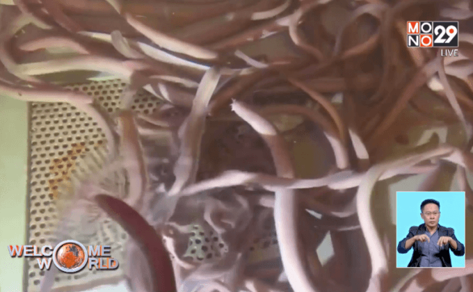 ประโยชน์เมือกของปลาแฮกฟิช