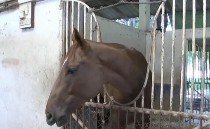 ม้าแข่งทยอยตายเพิ่ม ยอดสะสมตาย 59 ตัว 