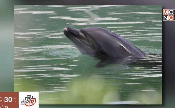 นักสิทธิท้วง “โลมา-เพนกวิน” ถูกทิ้งไว้ในพิพิธภัณฑ์สัตว์น้ำ