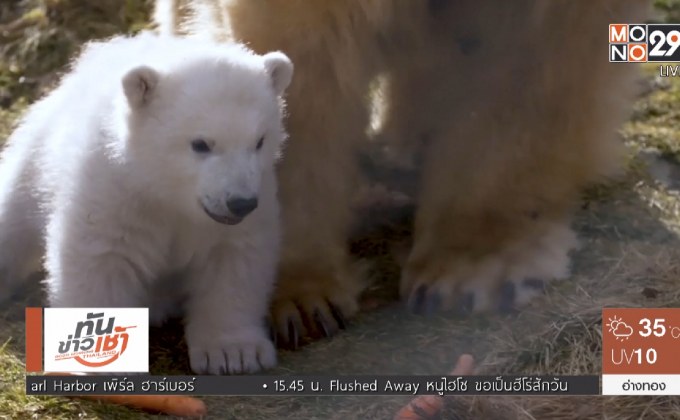 เผยโฉมหมีขั้วโลกเกิดในอังกฤษตัวแรก รอบ 25 ปี