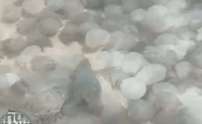 แห่ชมฝูงแมงกะพรุนหลากสี จ.ตราด