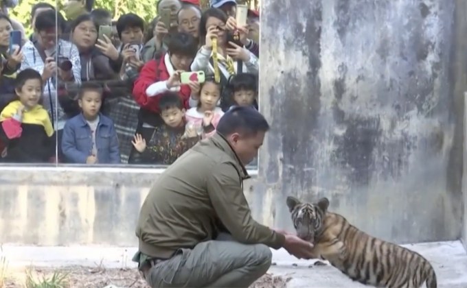 ศูนย์ขยายพันธุ์เสือในจีนเปิดให้คนชมเสือหายาก