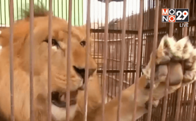 ช่วยสิงโตคืนสู่ธรรมชาติ