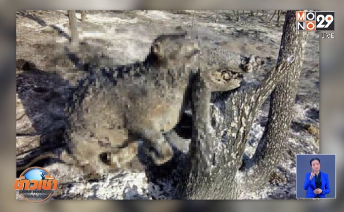 วิกฤตไฟป่า “อเมซอน”ยังน่าเป็นห่วง