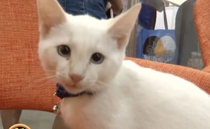 งานนิทรรศการสำหรับคนรักแมว