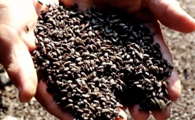 สองตายาย! ขนลุก แมลงปีกแข็งสีดำ นับล้านล้านตัวบุกยึดบ้าน