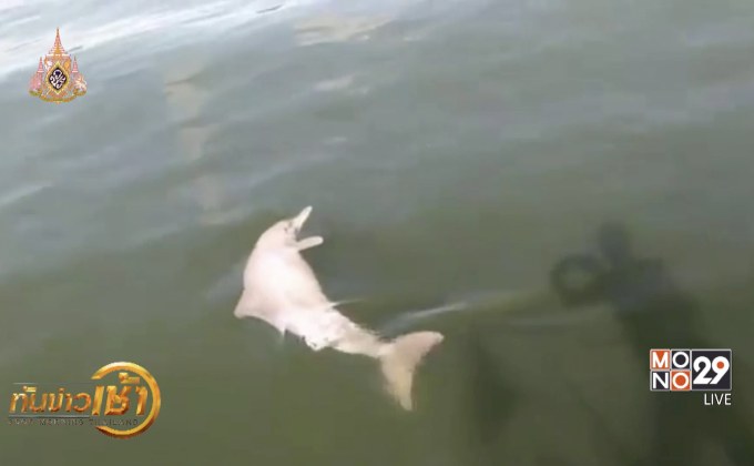 ฮือฮา! โลมาปากขวดโผล่เล่นน้ำหน้าเกาะปันหยี