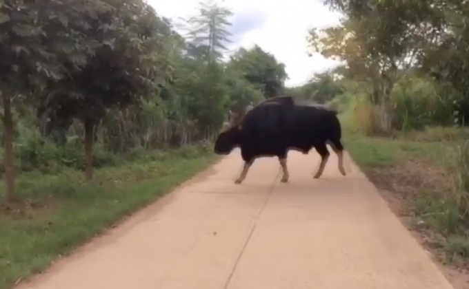 พบกระทิงพลัดหลงฝูง จ.นครราชสีมา