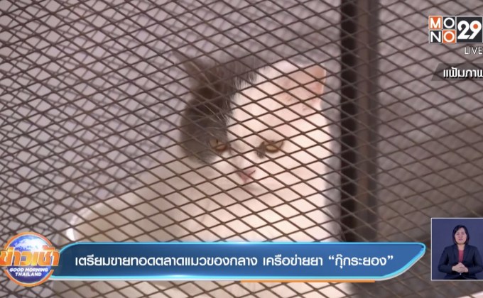 เตรียมขายทอดตลาดแมวของกลาง เครือข่ายยา “กุ๊กระยอง”