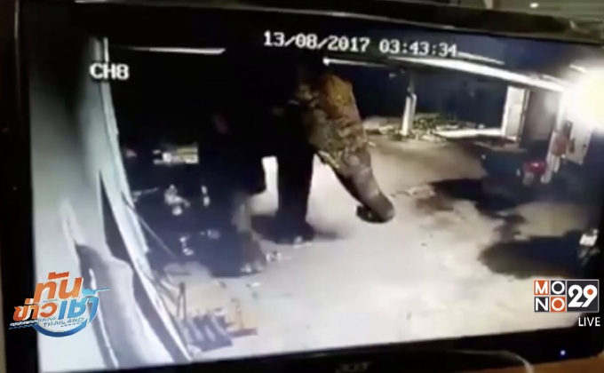 ช้างป่าบุกพัง สนง.สหกรณ์ฯ ขโมยทุเรียนไปกิน