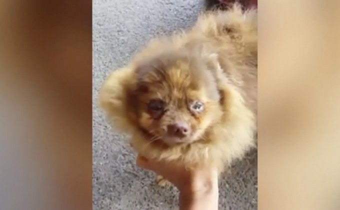 ​เจ้าของฟาร์มฯ เตรียมแจ้งความเอาผิดหมอทารุณสุนัข