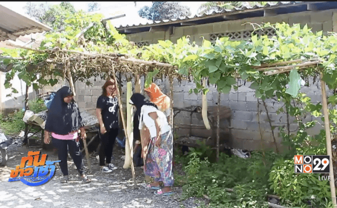 ชาวเบตงแตกตื่น! แห่ดูลูกฟักทั้งยาวทั้งใหญ่