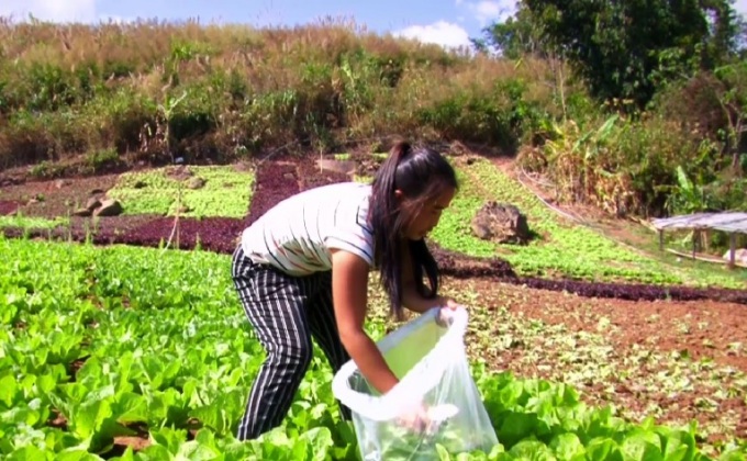 ผักปลอดสารปลูกในโรงพยาบาล