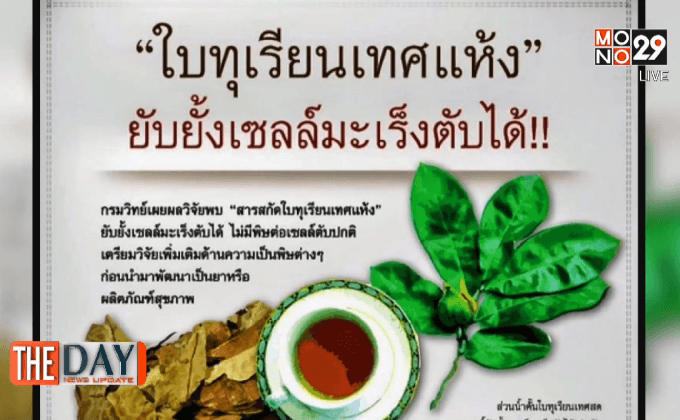 กินใบทุเรียนเทศเสี่ยงตับ-ไตวายเฉียบพลัน