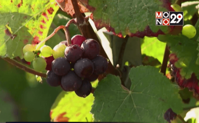 เรียนรู้ประวัติศาสตร์แชมเปญ