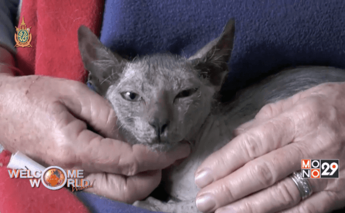 แมวไลคอยตัวที่ 35 ในโลก