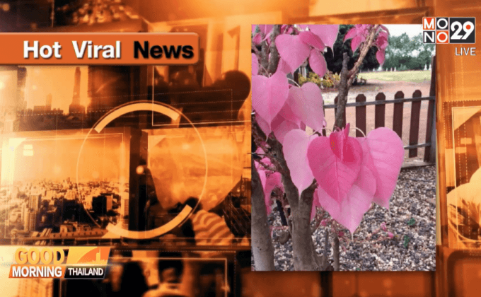 ใบโพธิ์สีชมพู นักวิชาการแจง เกิดจากกลายพันธุ์