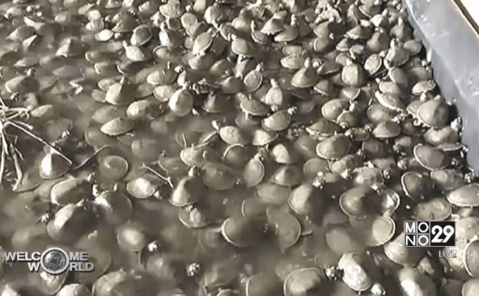 เปรูปล่อยเต่า 17,000 ตัวคืนสู่ป่า